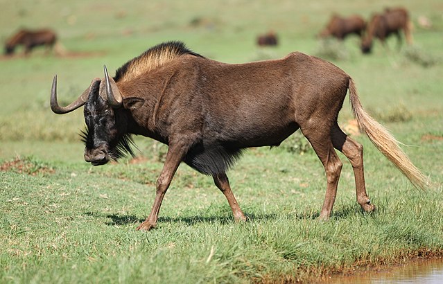 Blackwildebeest