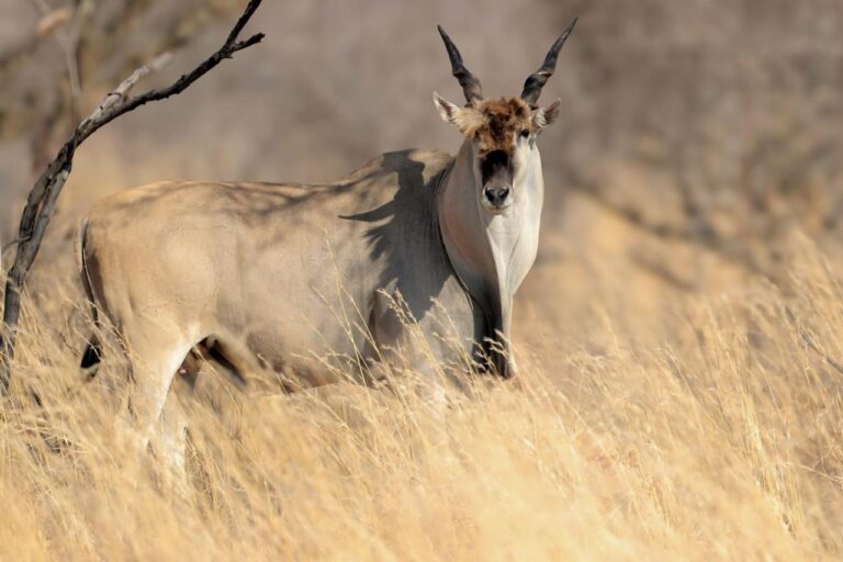 ElandCape