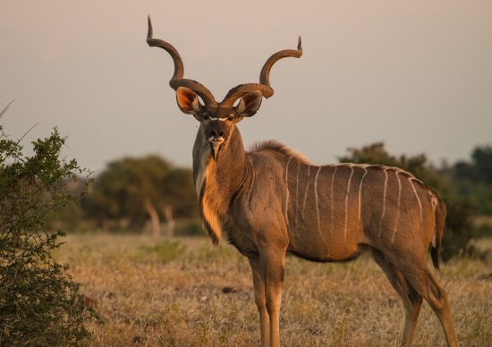 Kudu