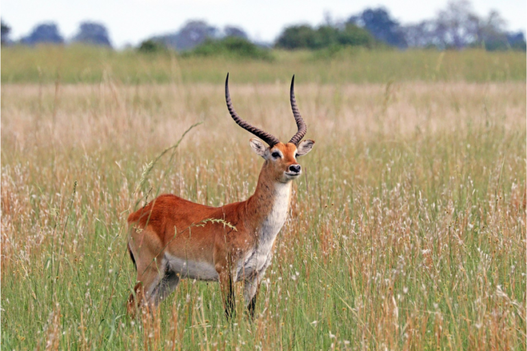 Lechwe Blur