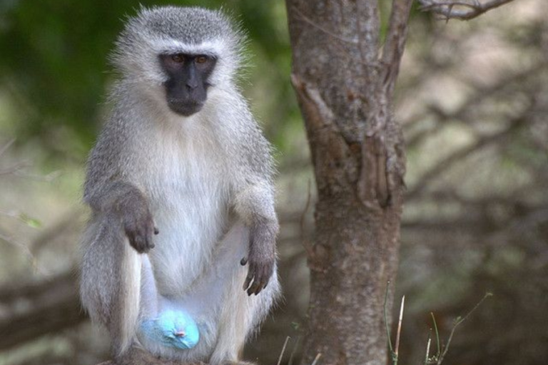 Monkey Blur
