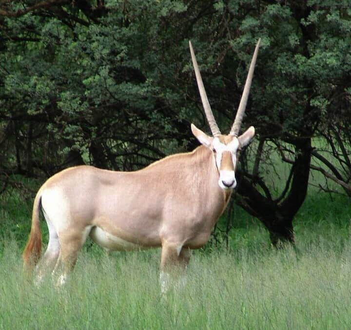 Oryx golden