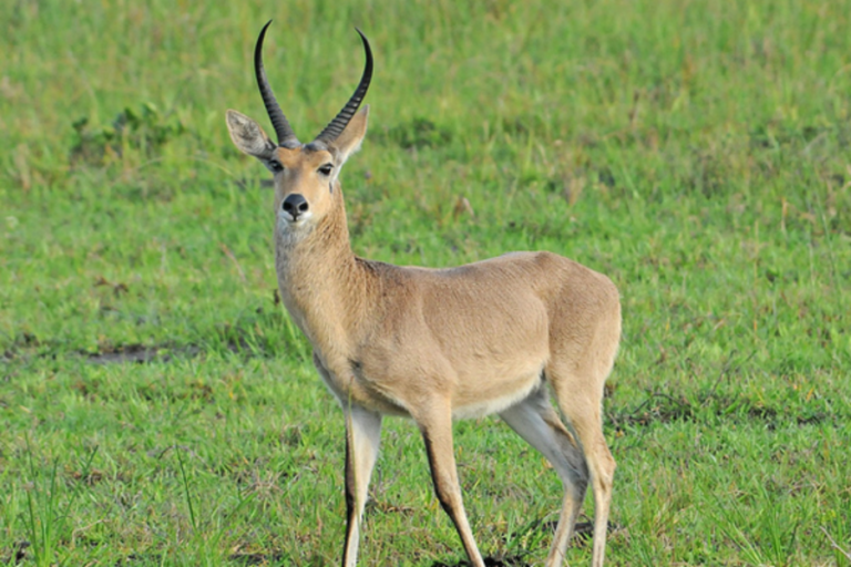 Reedbuck Common Blur