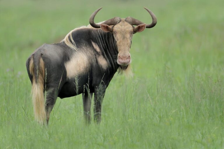WildebeestKing