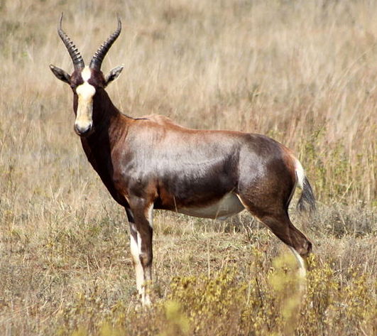 bontebok-