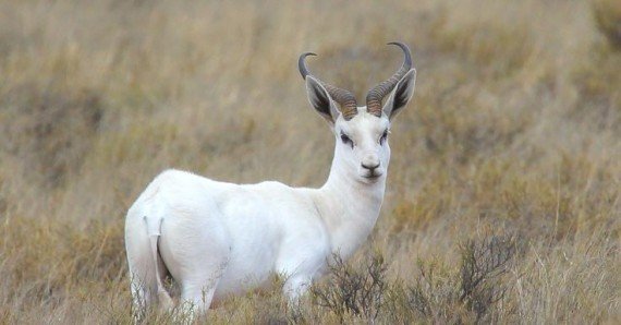springbuck-white